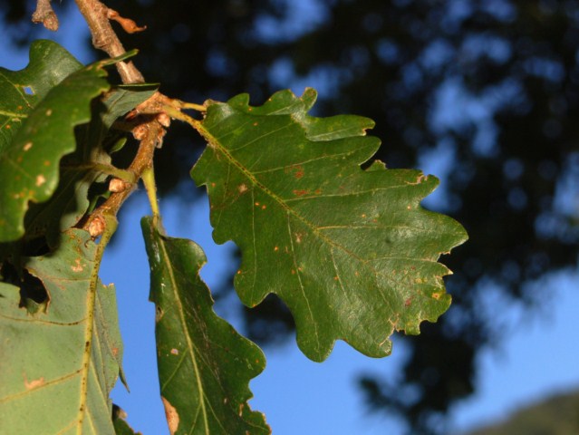 Una bella quercia solitaria - Quercus cfr. pubescens